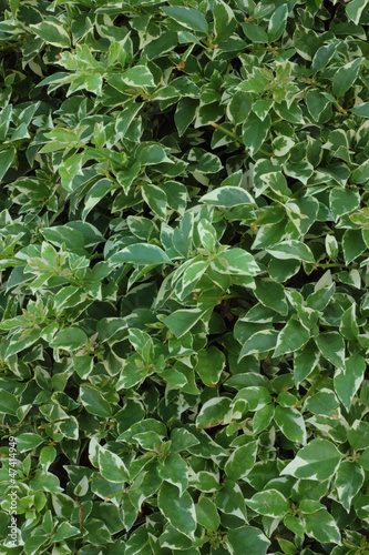 Wallpaper Mural Bougainvillea Torontodigital.ca