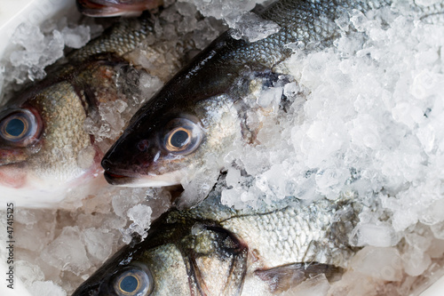 Seafood - fresh sea bass in ice