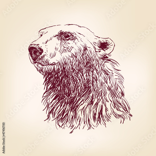 polar bear hand drawn