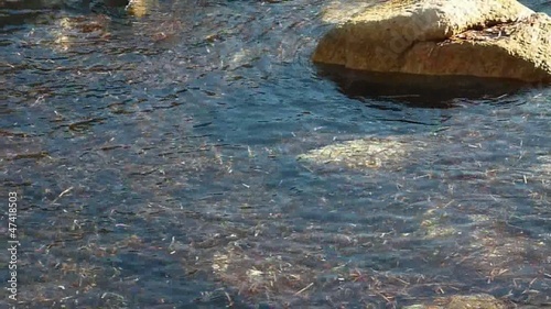 movimento d'alghe tra gli scogli di la maddalena