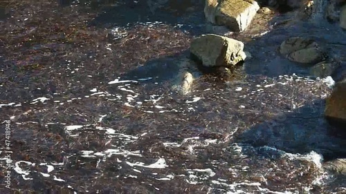 movimento d'alghe tra gli scogli di la maddalena 4