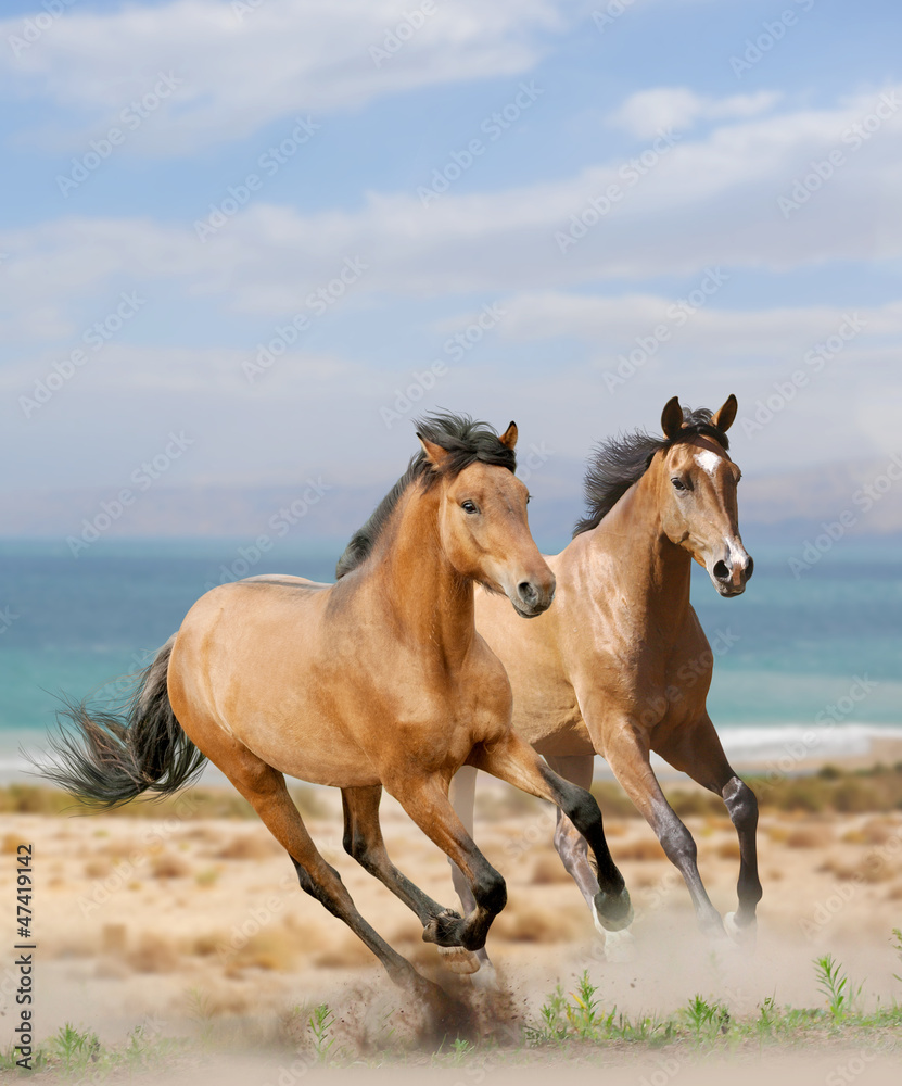 horses in desert horses in desert