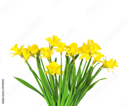 Bouquet of flowers of Daffodils on white background