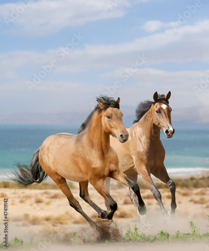 Fototapeta Naklejka Na Ścianę i Meble -  horses in desert