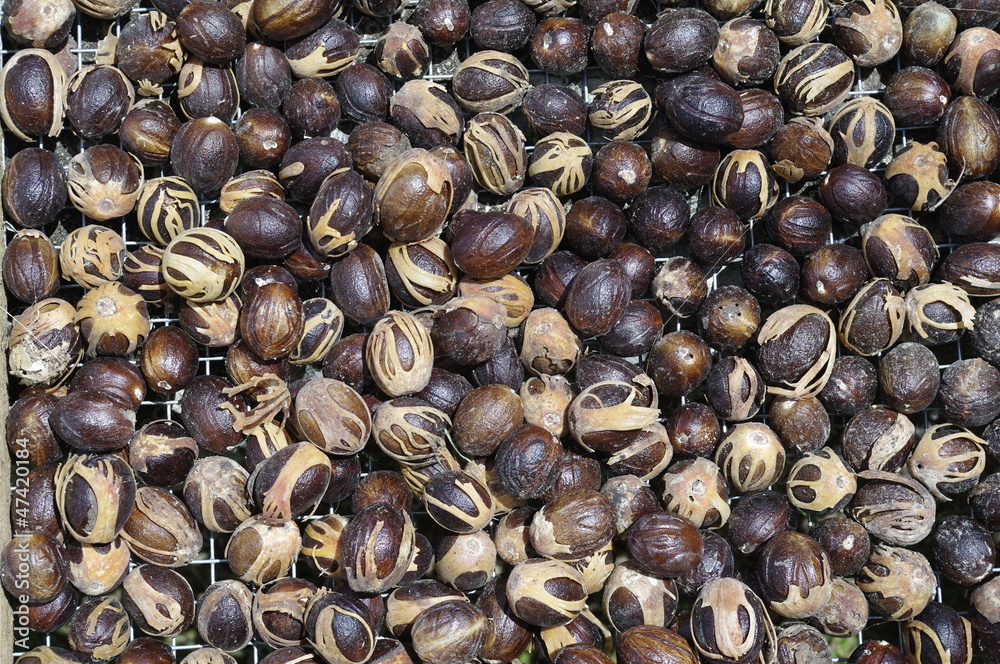 Fresh nutmeg / Myristica fragrans dried Fresh nutmeg / Myristica fragrans dried