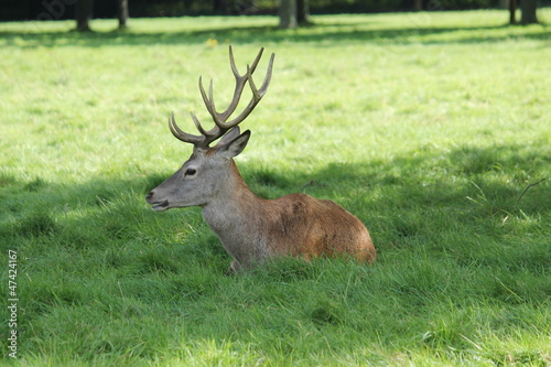 A Red Deer With Antlers Sitting in the Shade of a Tree.