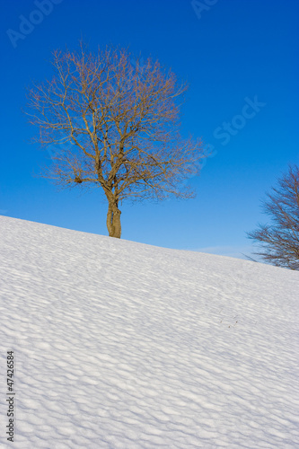 Albero isolato nella neve