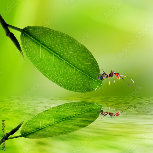 green leaves reflecting in the water