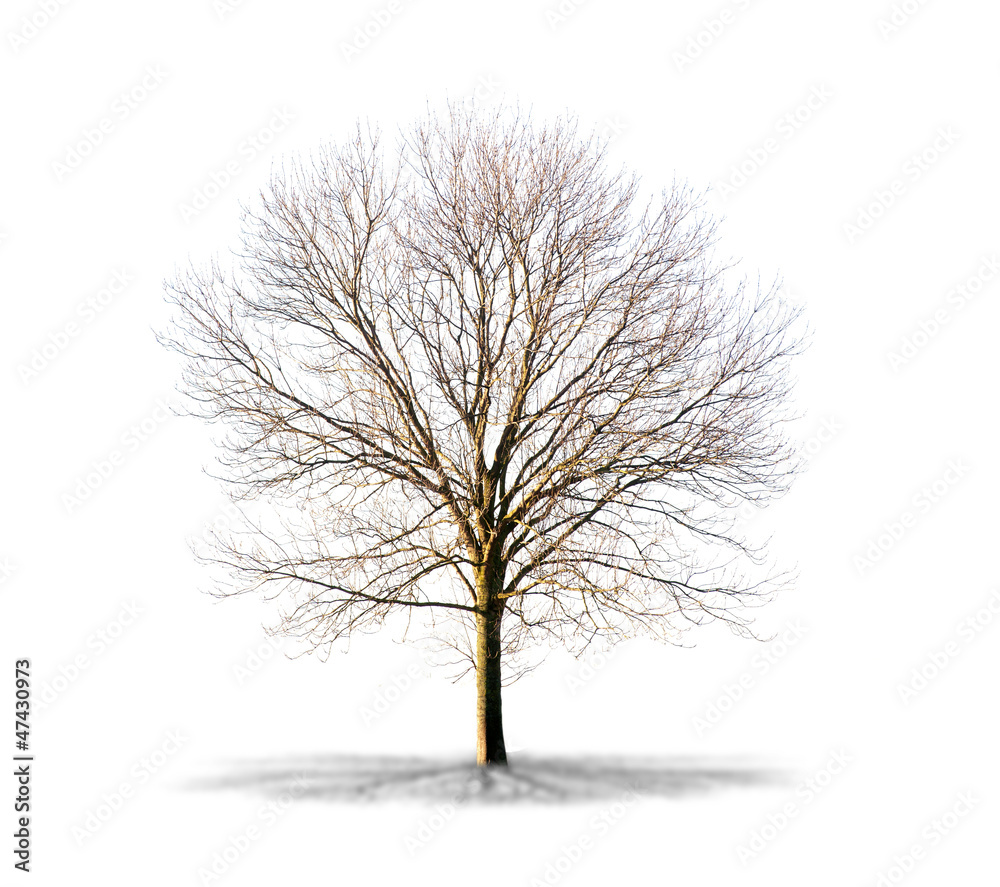 Fototapeta premium Arbre sans feuilles sur fond blanc
