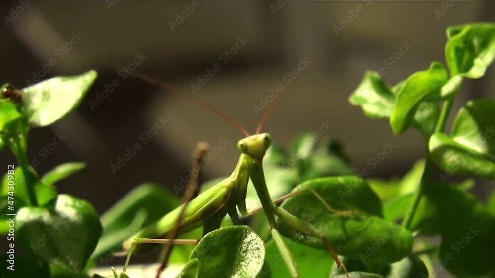 Praying mantis at night