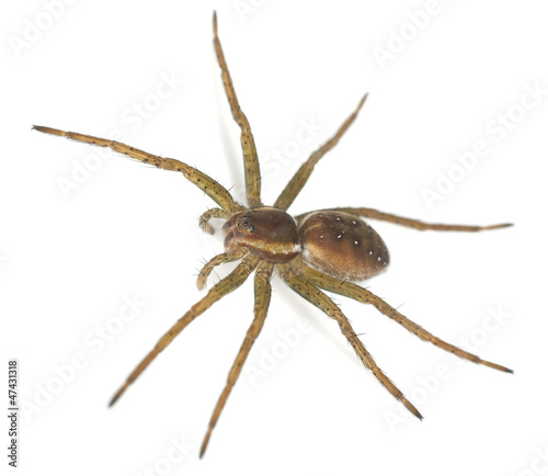 Raft spider, dolomedes fimbriatus isolated on white background