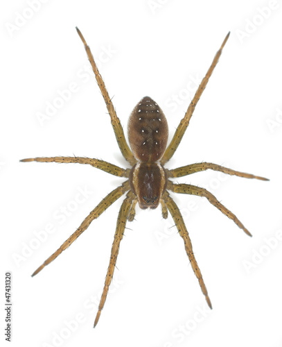 Raft spider, dolomedes fimbriatus isolated on white background