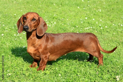 Standard smooth-haired dachshund in the garden photo