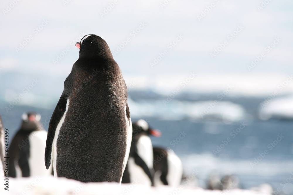 Obraz premium Gentoo penguin alone