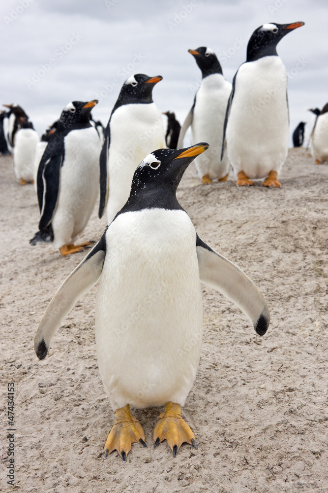Obraz premium Gentoo Penguins (Pygoscelis papua) - Falkland Islands