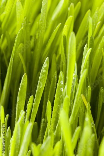 Fresh Green Organic Wheat Grass