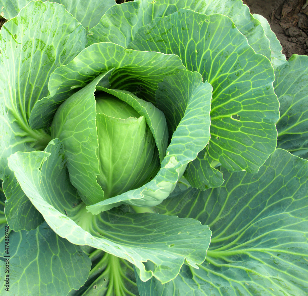 Fototapeta premium Cabbage closeup