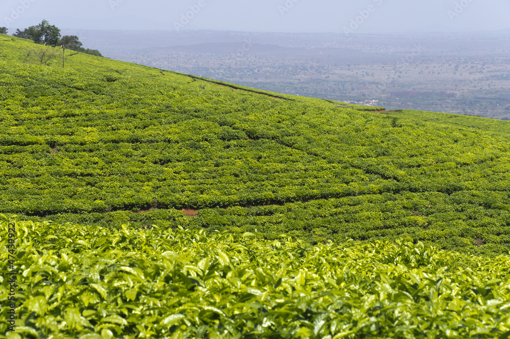 Tea plantation in South Africa Tea plantation in South Africa