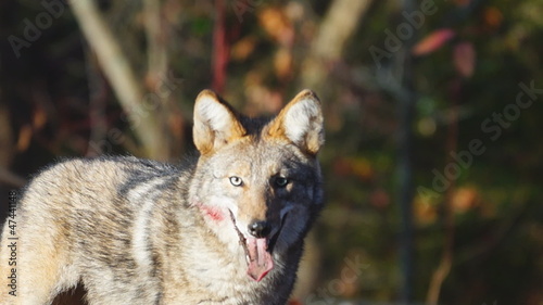 Wild Alpha Male Coyote photo