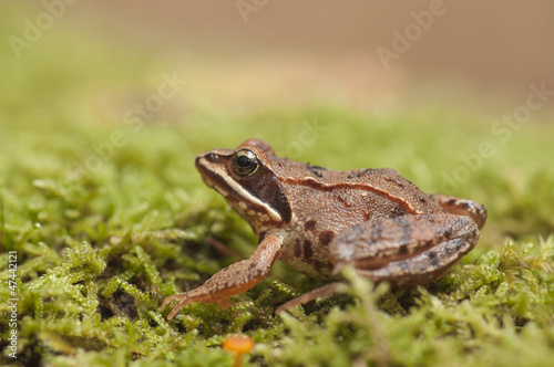 Grasfrosch (Rana temporaria)