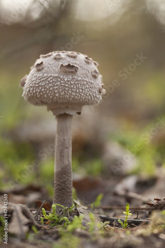 Gemeiner Safranschirmling (Chlorophyllum rachodes)
