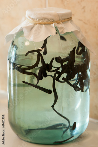 leeches in the jar