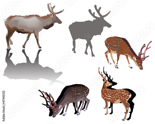color deers with shadows on white