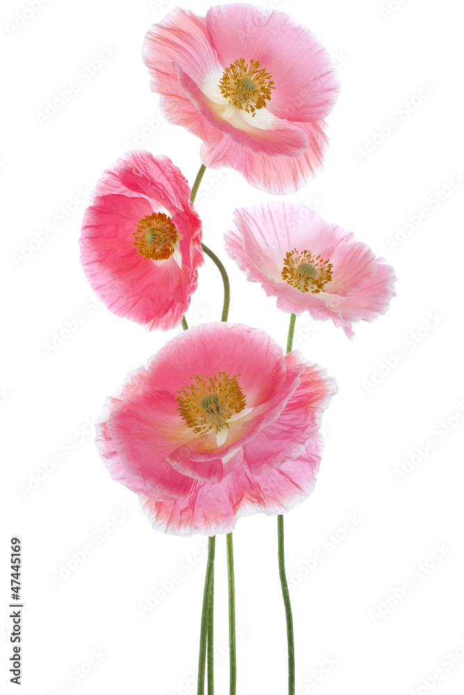 Naklejka premium poppy