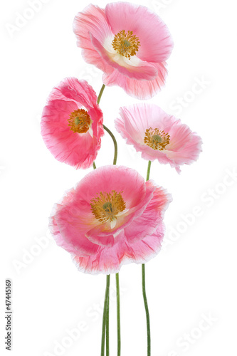 Fototapeta Naklejka Na Ścianę i Meble -  poppy