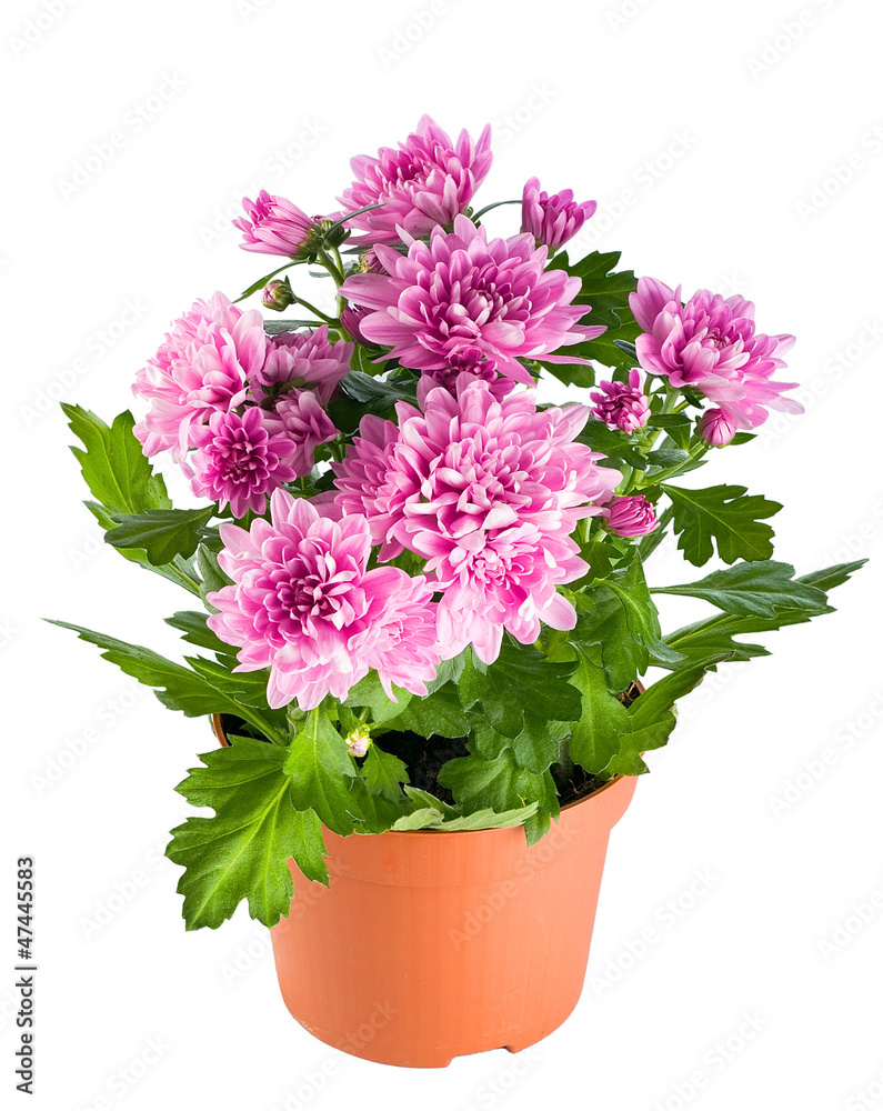 Chrysanthemum flowers in a flowerpot