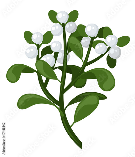 Mistletoe branch. Vector illustration.