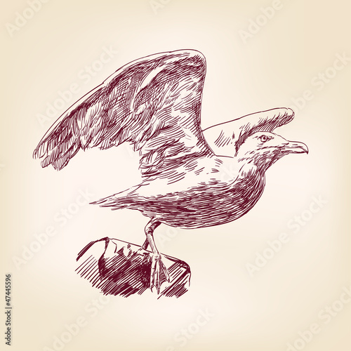 seagull hand drawn