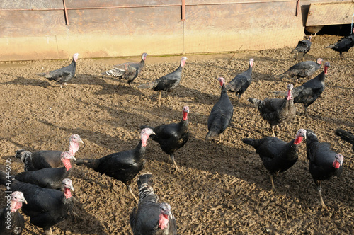 poultry farming in Brueil en Vexin