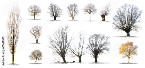 lot d'arbres sans feuilles sur fond blanc en haute définition