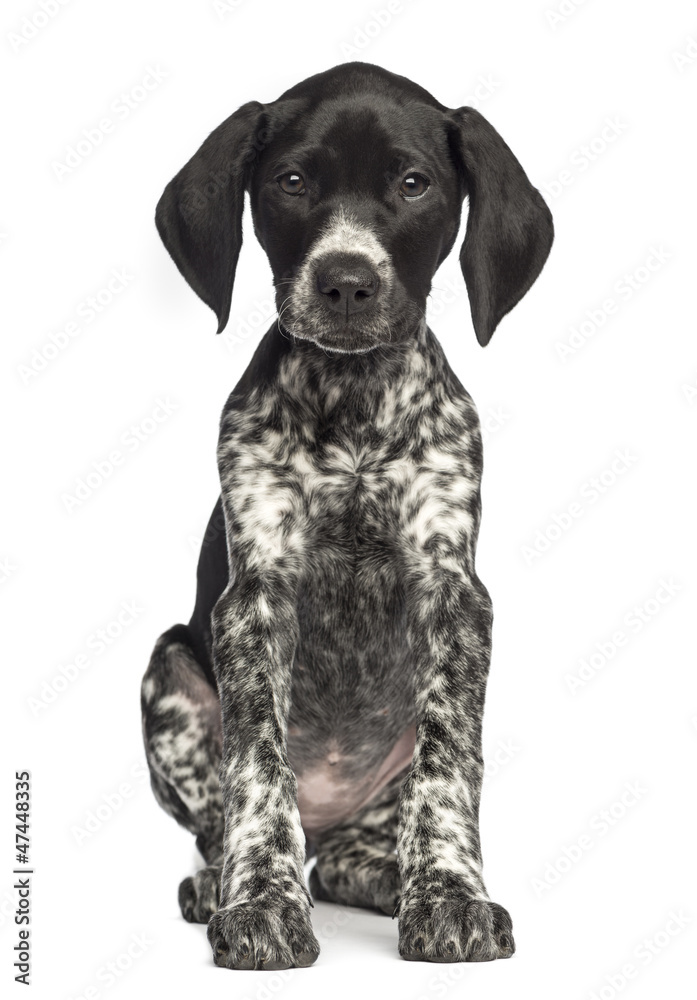 German Shorthaired Pointer, 10 weeks old, sitting