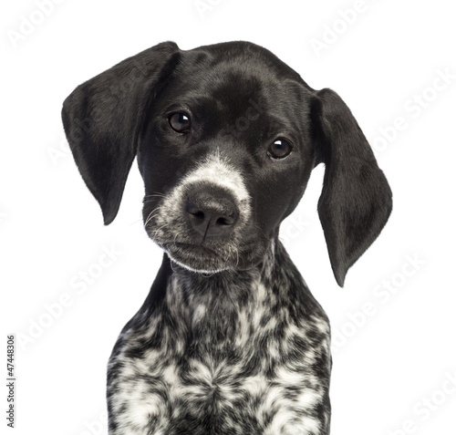 Fototapeta Naklejka Na Ścianę i Meble -  German Shorthaired Pointer, 10 weeks old, close up