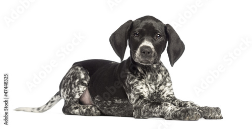 Fototapeta Naklejka Na Ścianę i Meble -  German Shorthaired Pointer, 10 weeks old, lying