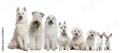 Group of white dogs sitting, from taller to smaller