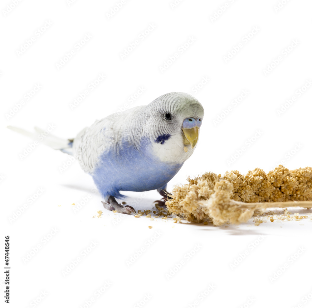 Naklejka premium Parakeet