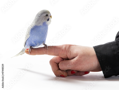 Принти на полотні Parakeet