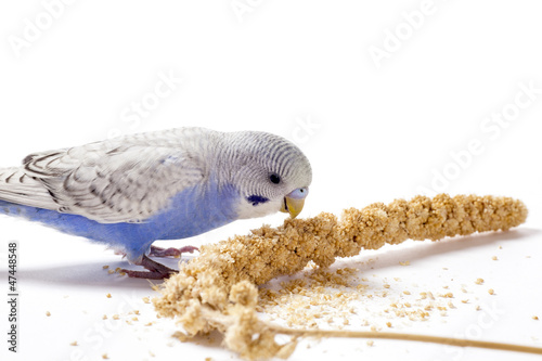 Parakeet