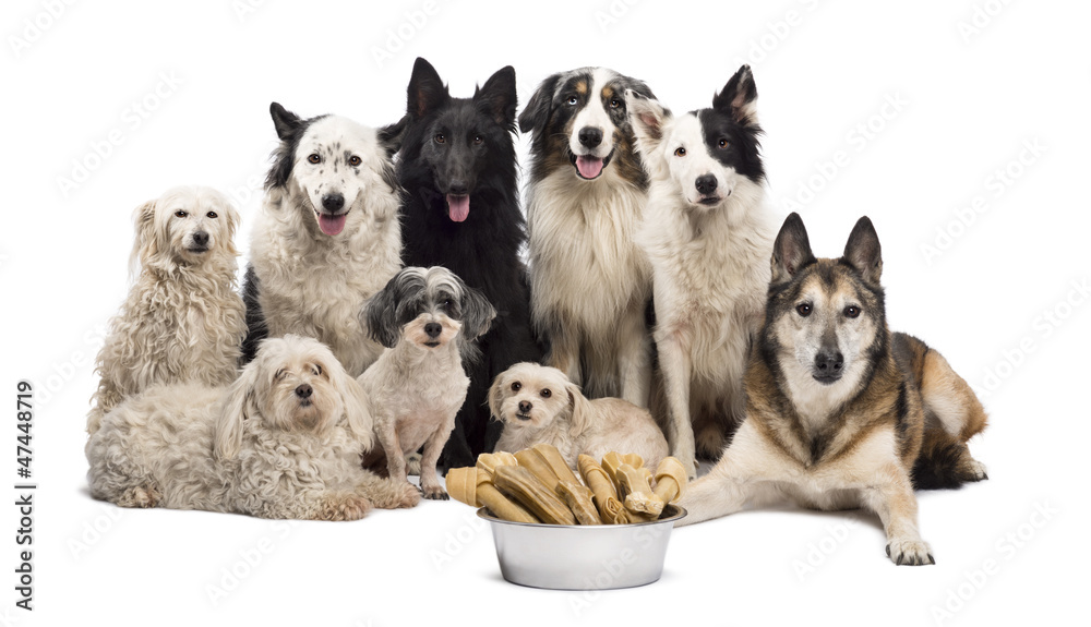 Group of dogs with a bowl full of bones in front of them