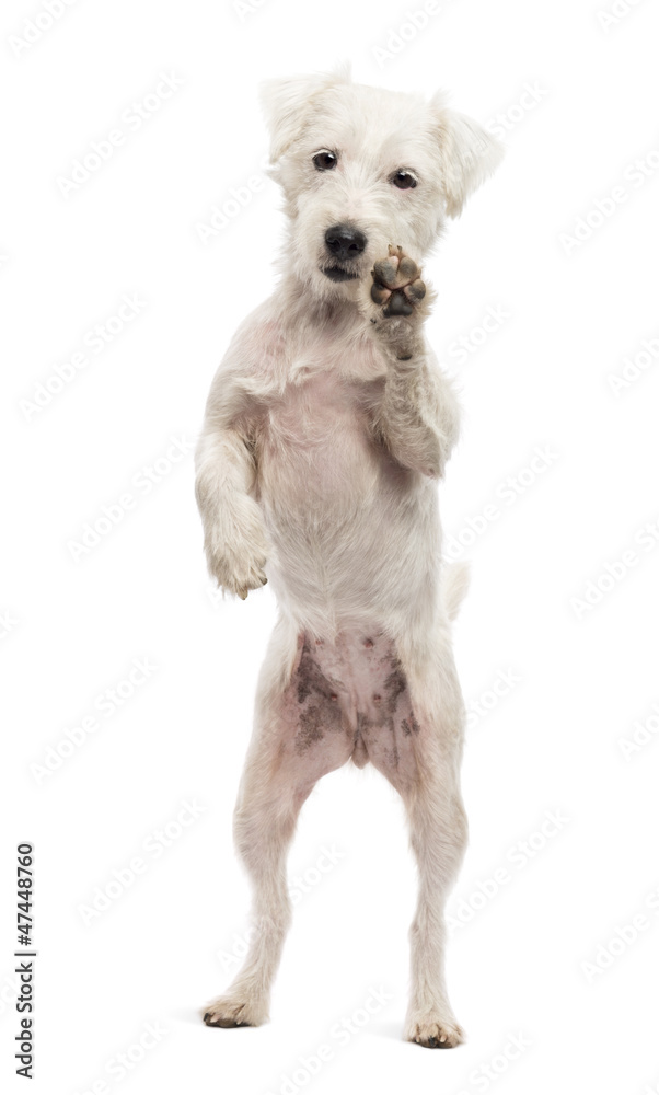 Parson Russell Terrier standing on hind legs