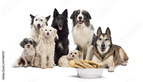 Group of dogs with a bowl full of bones