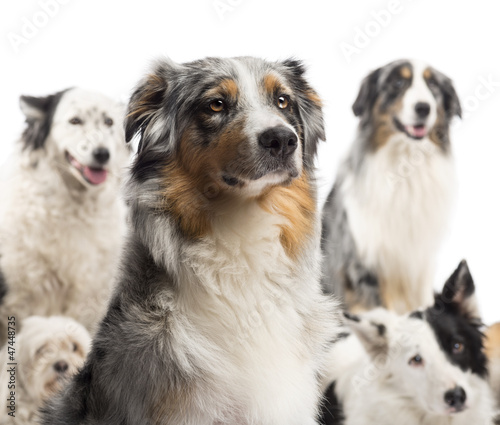 Close up of a Australian Shepherd with dogs