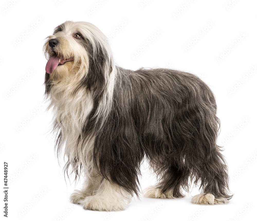 Bearded Collie, 5 years old, standing