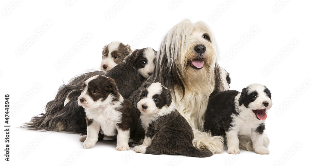 Bearded Collie puppies, 6 weeks old, around their mother Bearded Collie puppies, 6 weeks old, around their mother