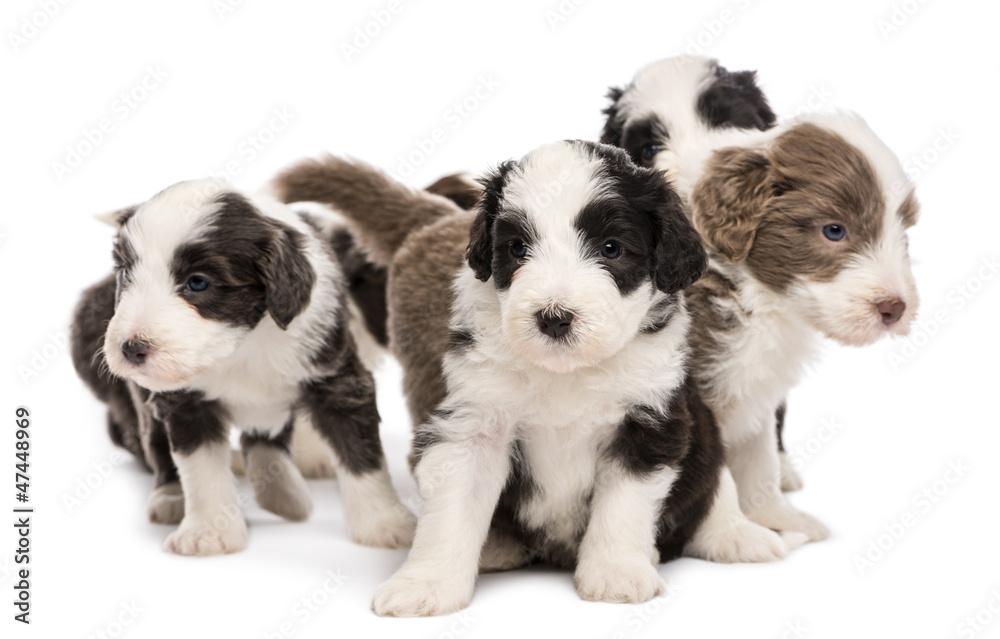 Bearded Collie puppies, 6 weeks old, sitting together Bearded Collie puppies, 6 weeks old, sitting together