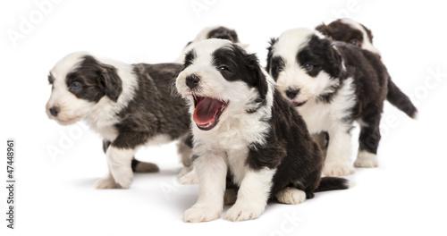 Bearded Collie puppies, 6 weeks old, sitting, standing © Eric Isselée