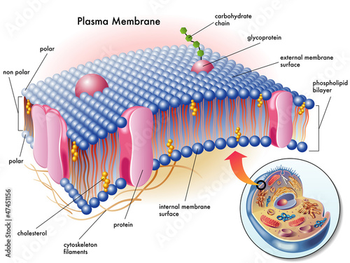 membrana plasmatica photo